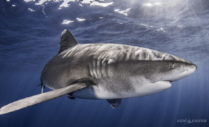 Oceanic Whitetip Closeup    near Cat Island, Bahamas
Can... by Ken Kiefer 